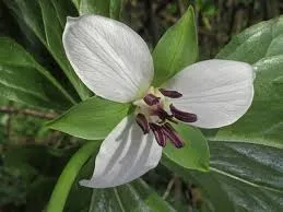 [535] Trillium rugelii