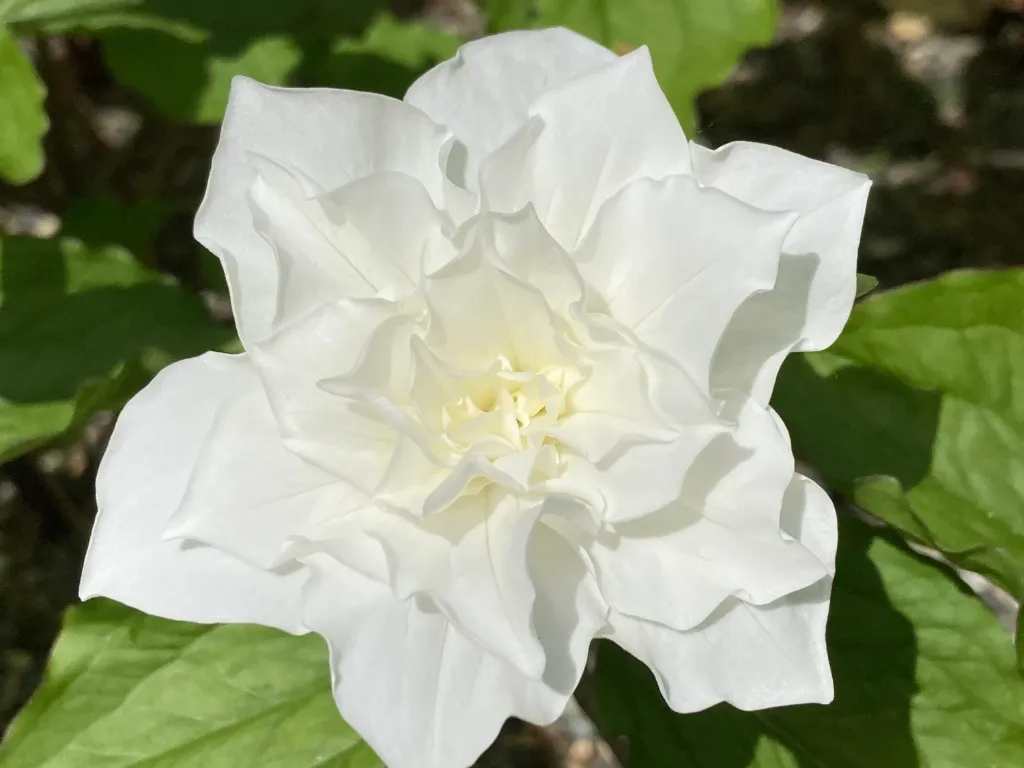 [536] Trillium grandiflorum Flore Pleno