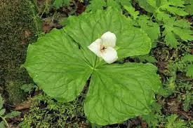 [537] Trillium flexipes