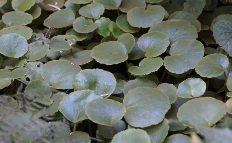 [540] Saxifraga stolonifera 'Shangai'