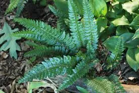 [528] Polystichum neolobatum