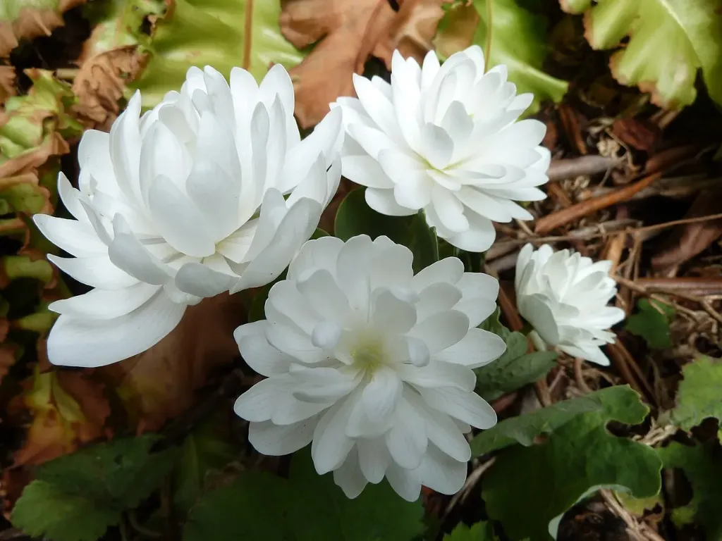 Sanguinaria canadensis Flore Pleno (syn. Sanguinaria canadensis Multiplex)