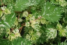 [529] Boehmeria spicata chantilly