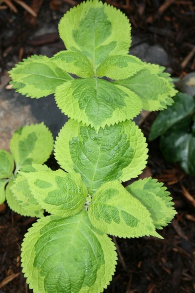 [530] Leucosceptrum stellipilum October Moon