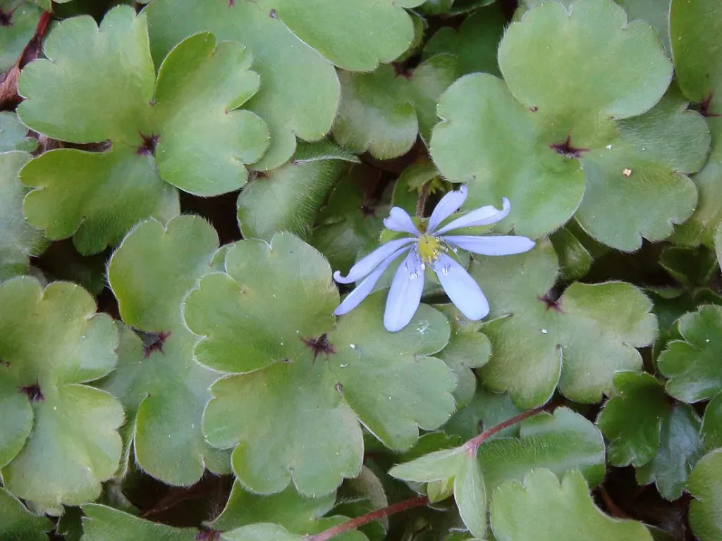 Hepatica transsylvanica 'Buis'