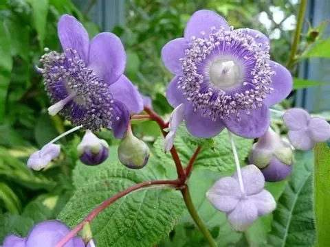 Deinanthe caerulea 'Pale Blue'
