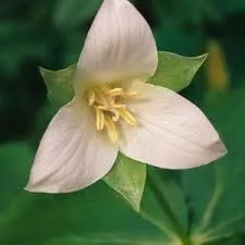 [543] Trillium sulcatum beige