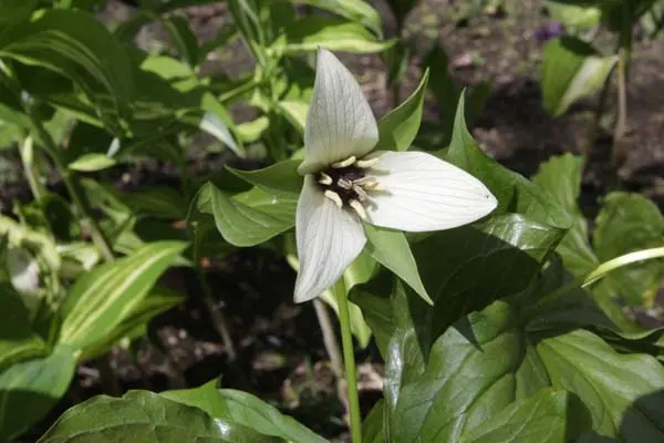 Trillium sulcatum alba