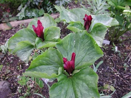 Trillium Chloropetalum x Spinners