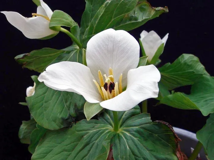 Trillium camschatcense 'Nemuro'