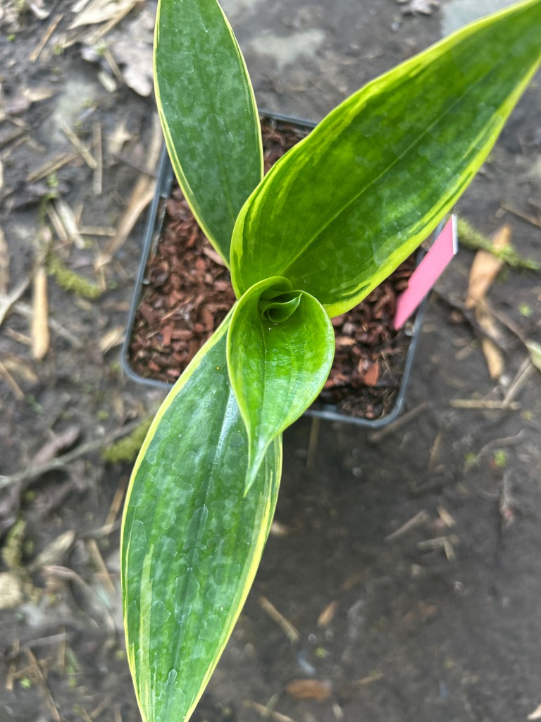 [562] Tricyrtis Ohsumiensis " White Margin Variegata" / Nakatsugawa