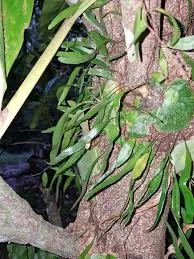 Pyrrosia cf Calvata