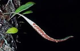 Pyrrosia eleagnifolia
