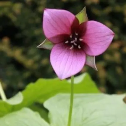 Trillium flexipes Harvington 'Dusty Pink'