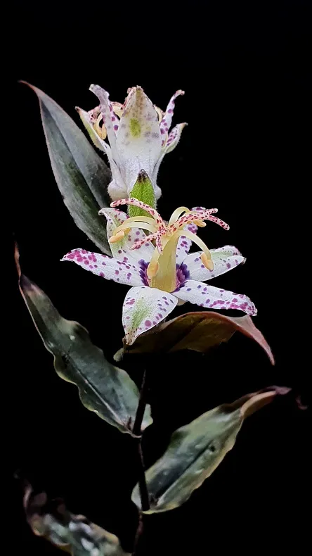 [563] Tricyrtis Affinis Karasuba