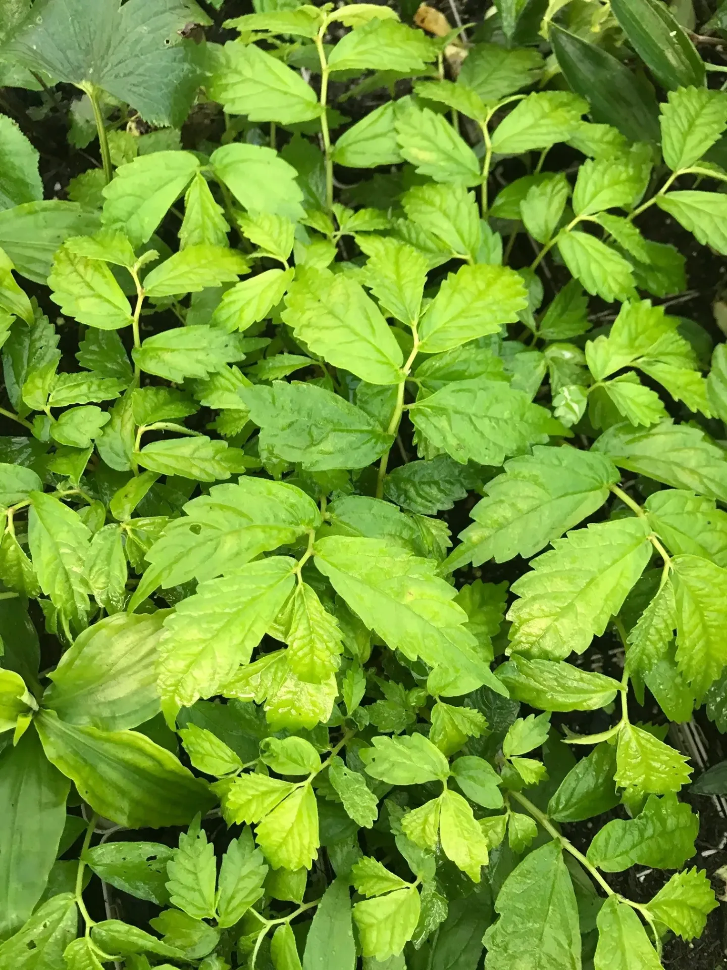 Elatostema umbellatum 'Snow Patch'