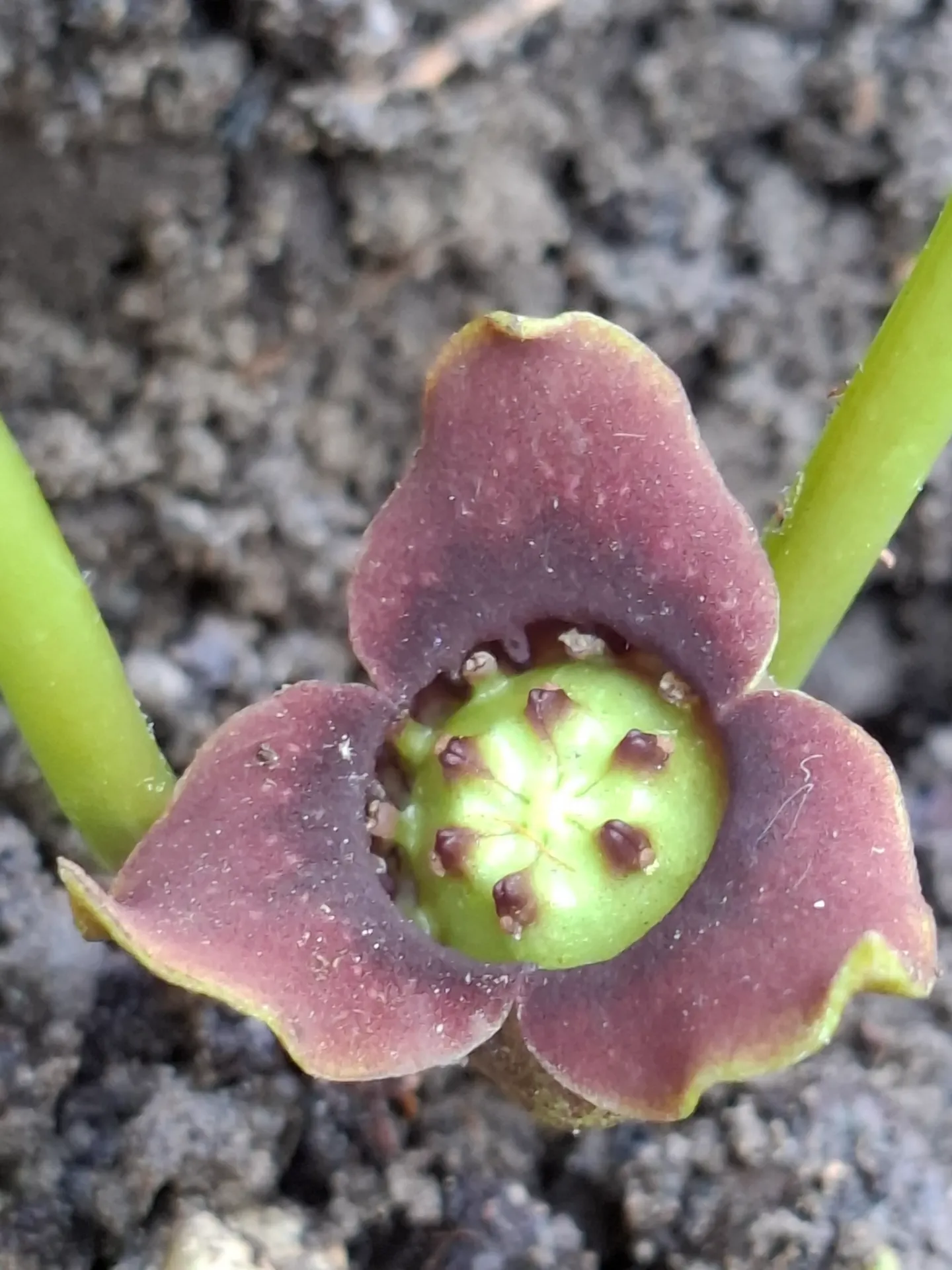 [551] Asarum forbesii