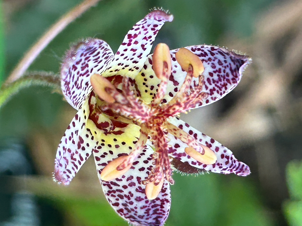 [564] Tricyrtis Formosana 'Tiny Toad' BSWJ7071
