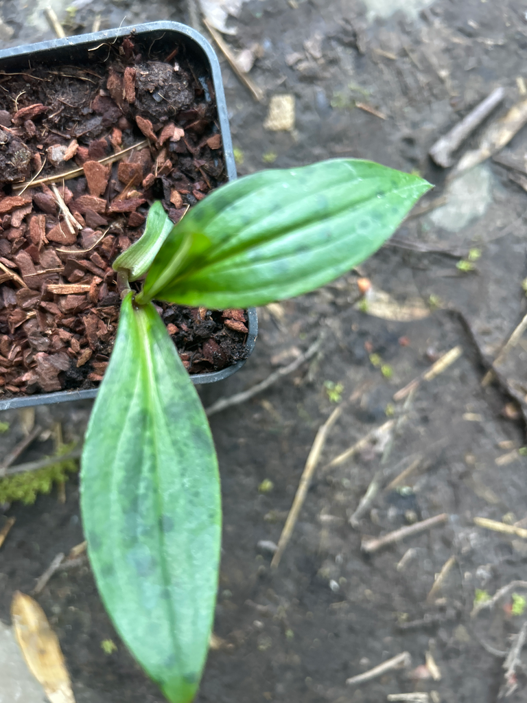 [564] Tricyrtis Formosana 'Tiny Toad' BSWJ7071