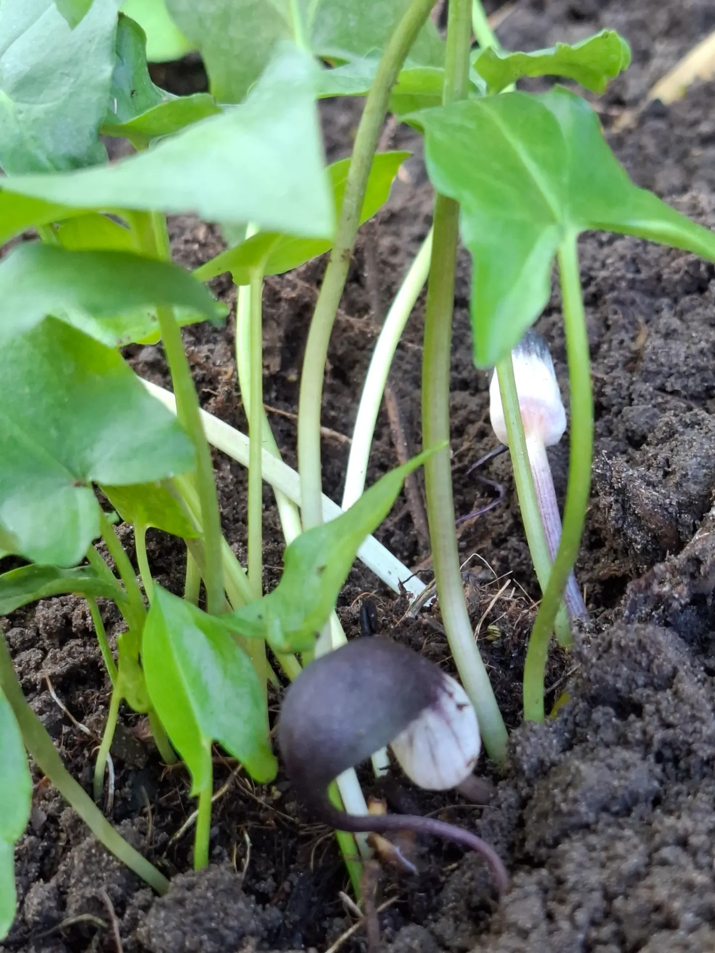 Asarum proboscideum