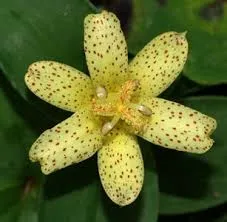 Tricyrtis Moonlight Treasure ( Ohsumiensis x nana)