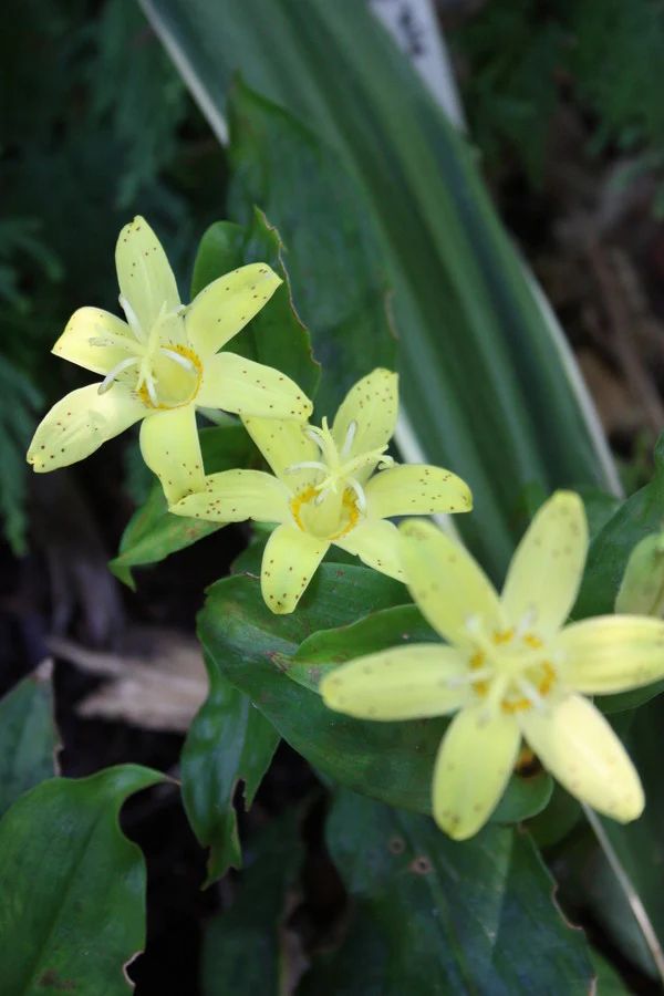 [566] Tricyrtis Flava/Flavum