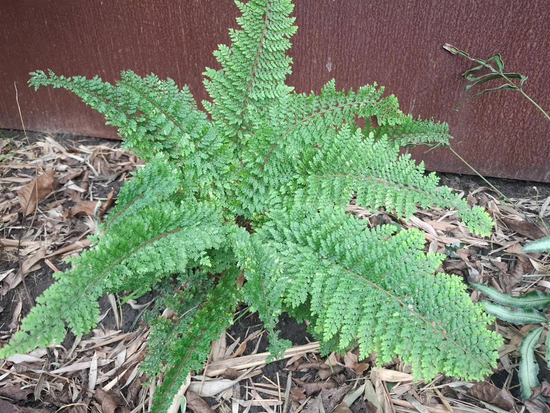 [544] Polystichum setiferum baldwiinii