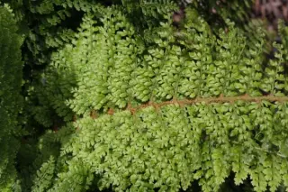 Polystichum setiferum baldwiinii
