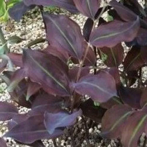[557] Polygonatum lasianthum 'Black Jade'