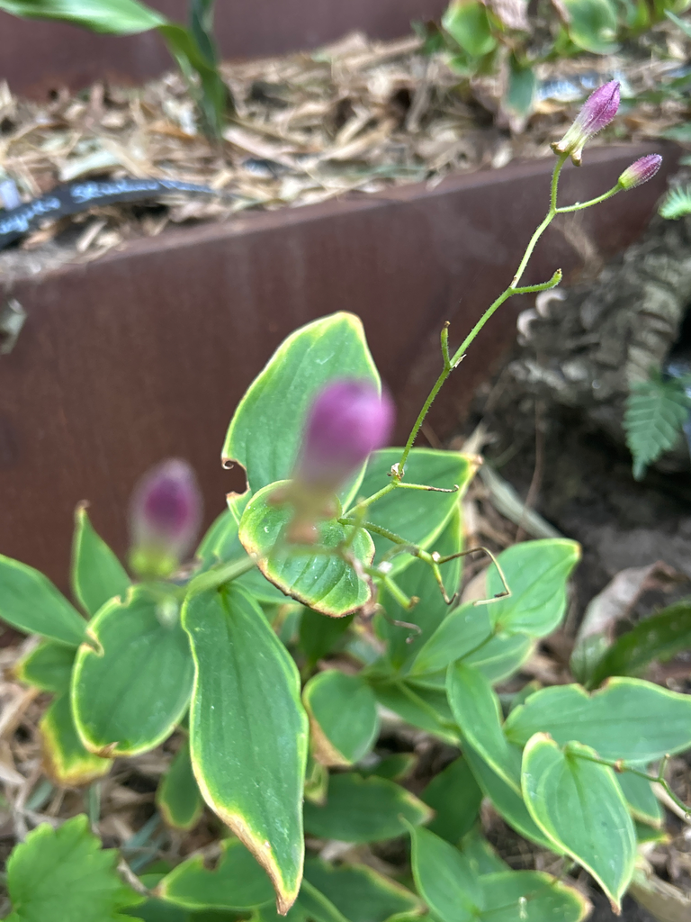 [567] Tricyrtis Formosana Samurai