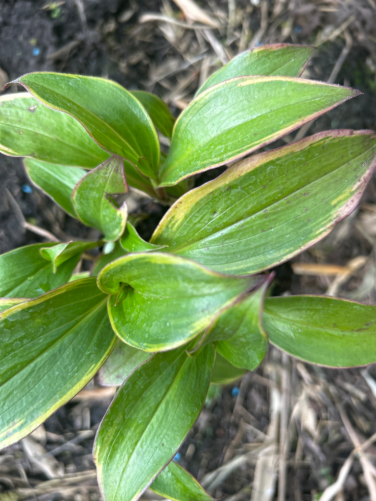 [567] Tricyrtis Formosana Samurai