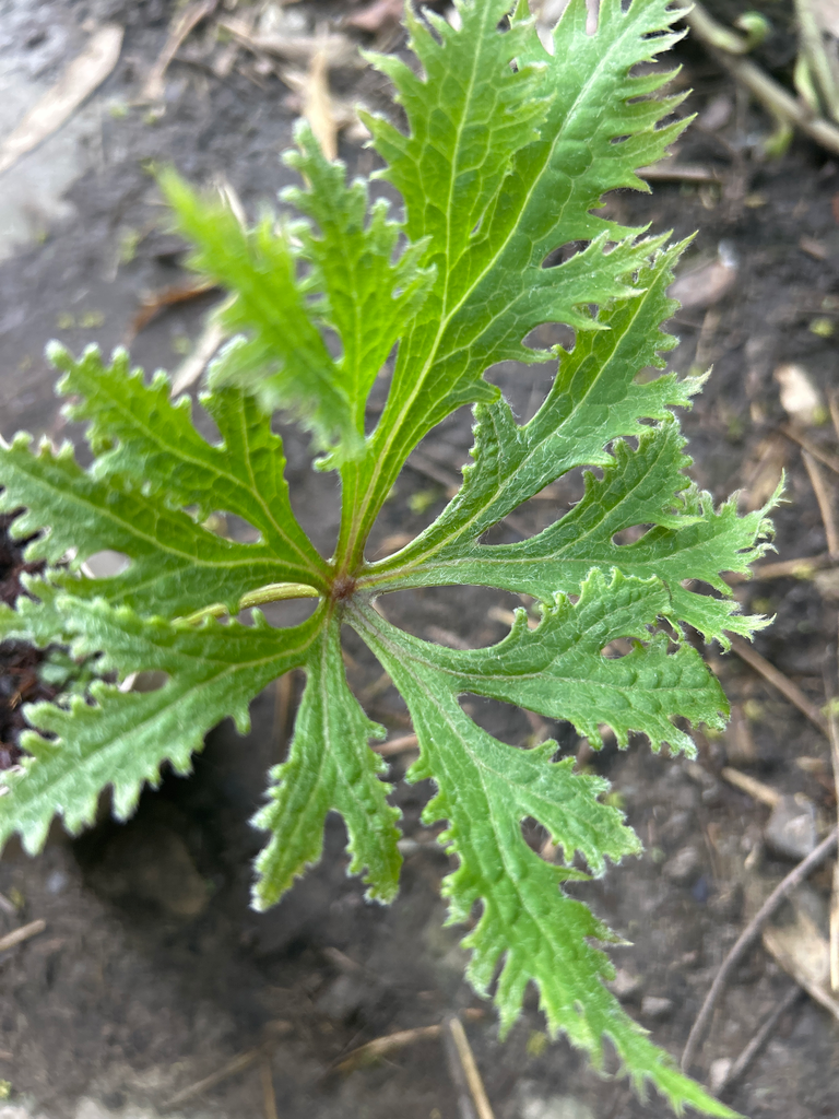 Syneilesis palmata 'Hagoromo'