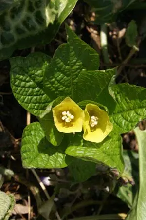 [568] Scopolia carniolica var. Hladnikiana