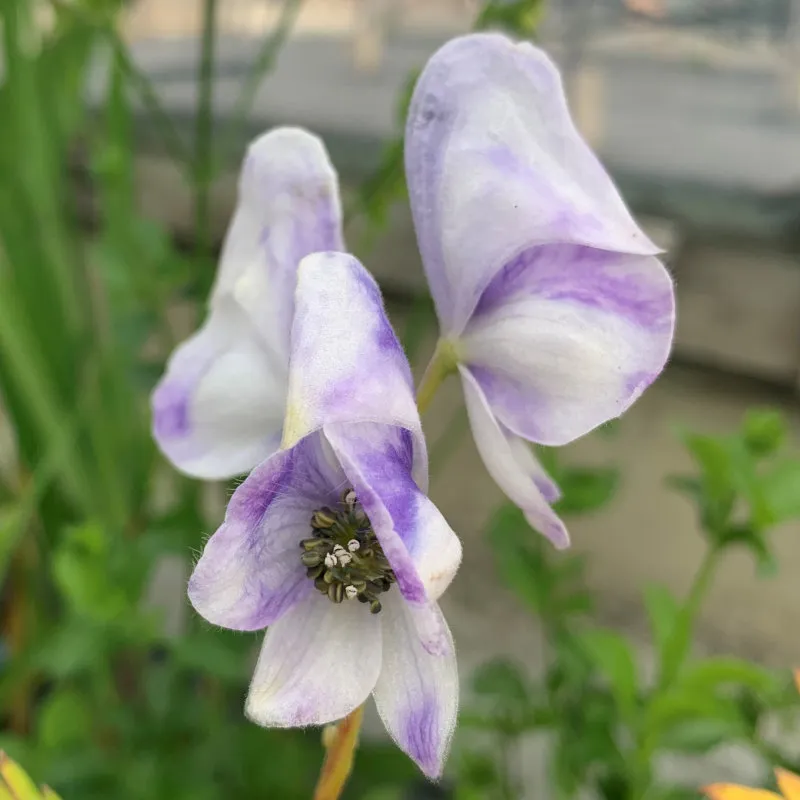 Aconitum carmichaelly 'Cloudy'