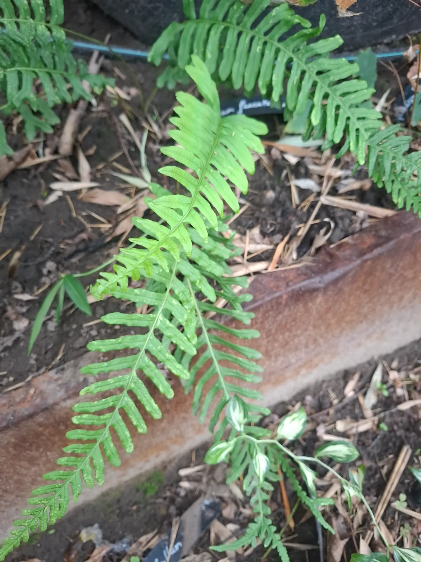 Polypodium vulgare f. furcatum of Polypodium interjectum 'Furcatum'