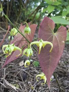Epimedium Franchetii
