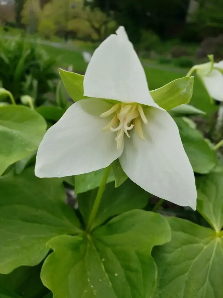 [576] Trillium flexipes 2