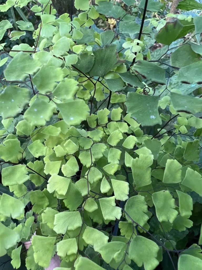 Adiantum  x mairisii