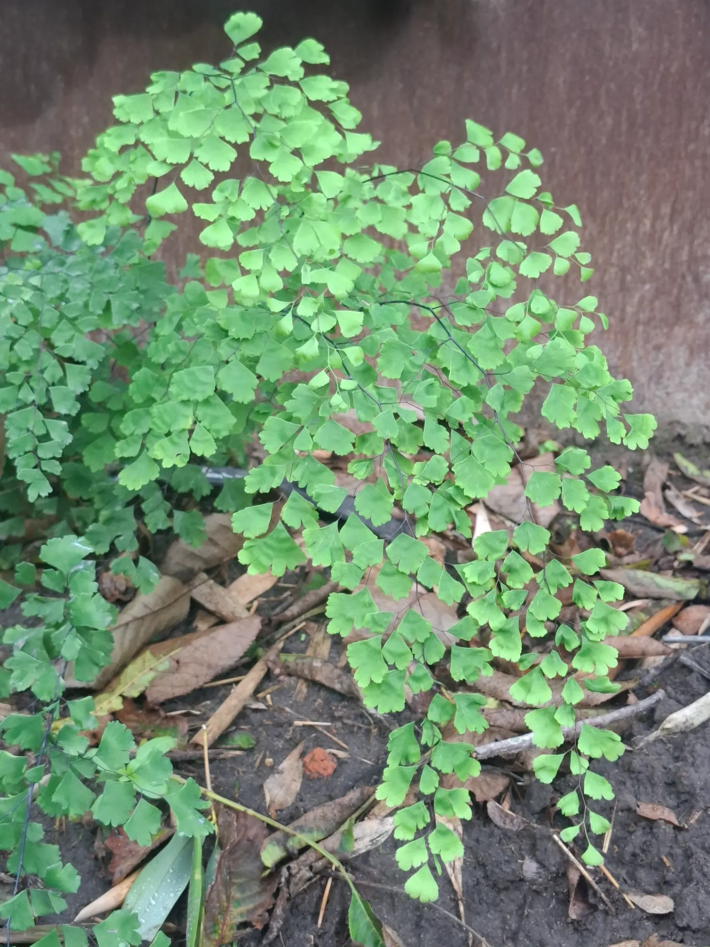 Adiantum  x mairisii