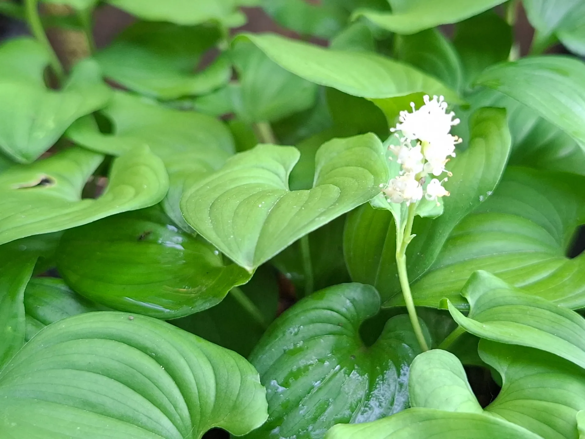 Maianthemum dilatatum var.