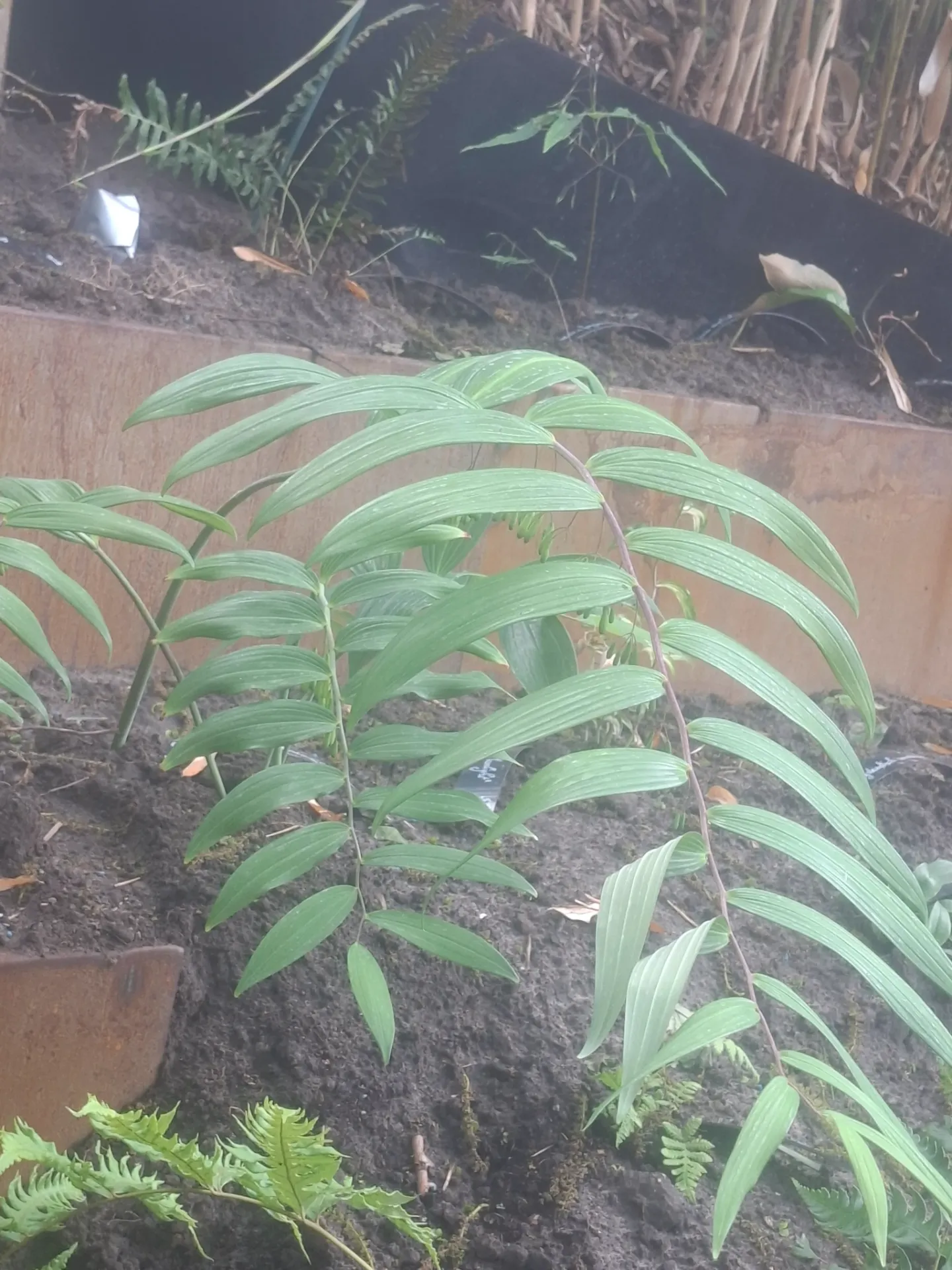 [580] Polygonatum cyrtonema 'Juiz. 10'