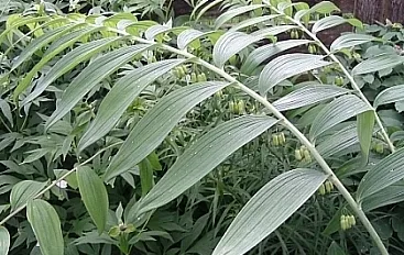 Polygonatum cyrtonema Juiz. 10