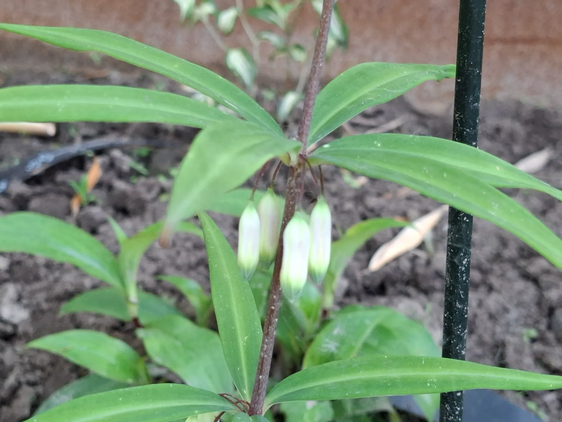 [582] Polygonatum kingianum (syn. Polygonatum darrissii)