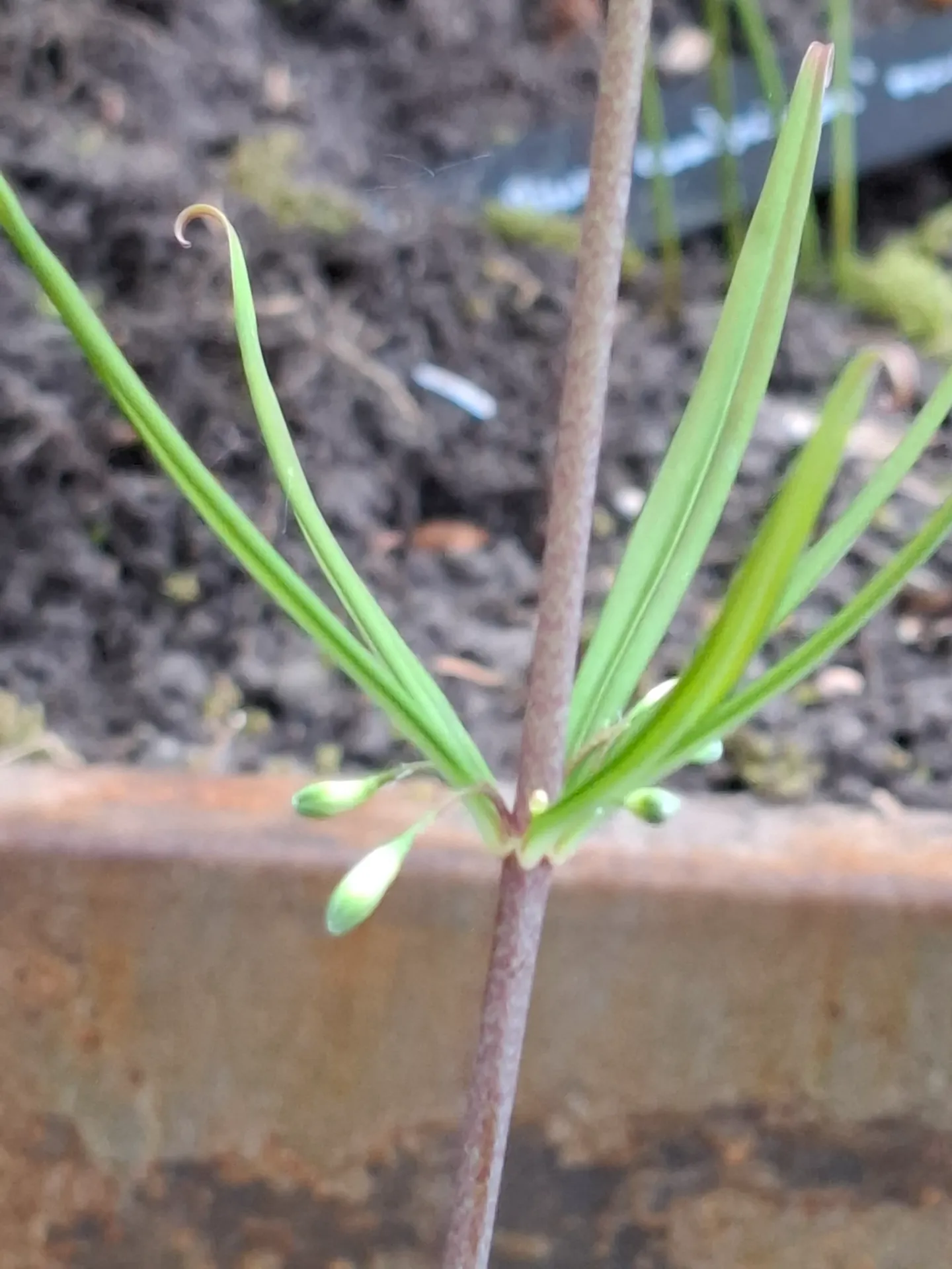 Polygonatum kingianum (syn. Polygonatum darrissii)