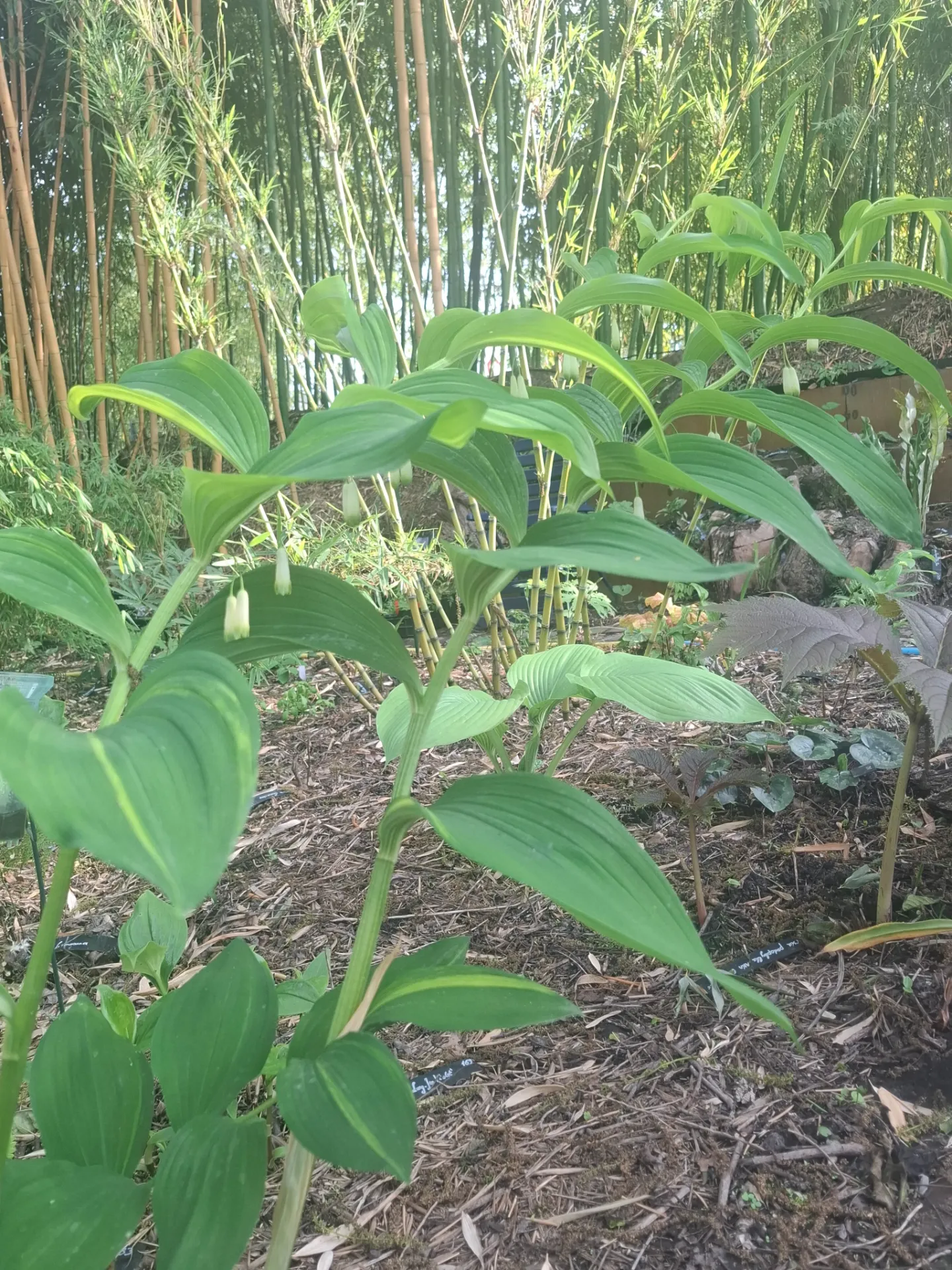 [584] Polygonatum odoratum 'Zao Nishiki'