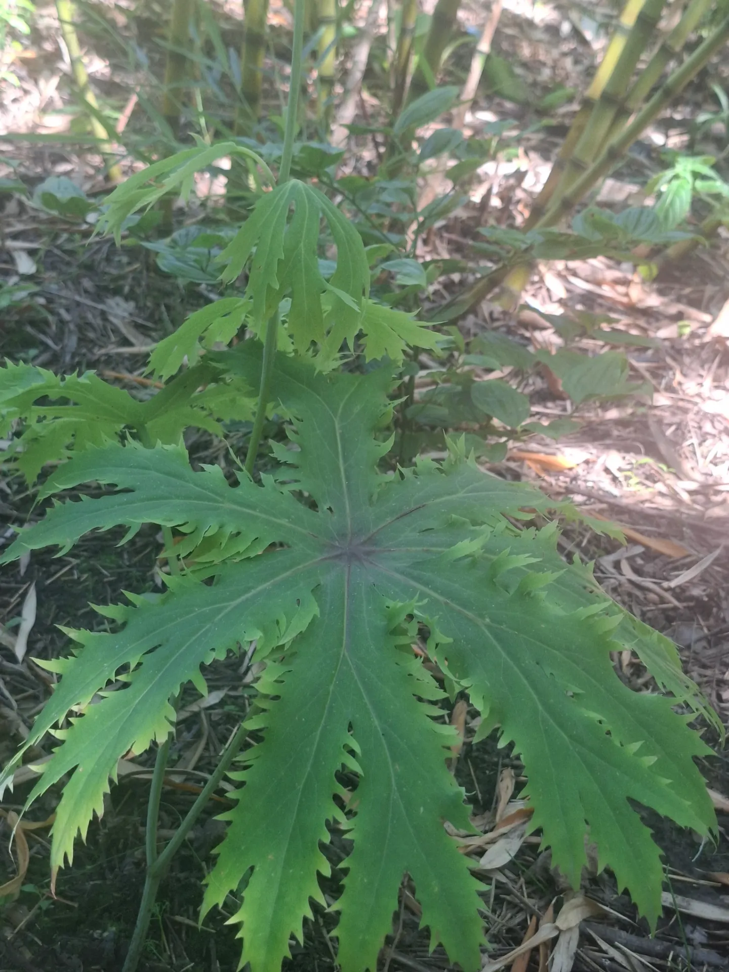 [585] Syneilesis palmata - crested form