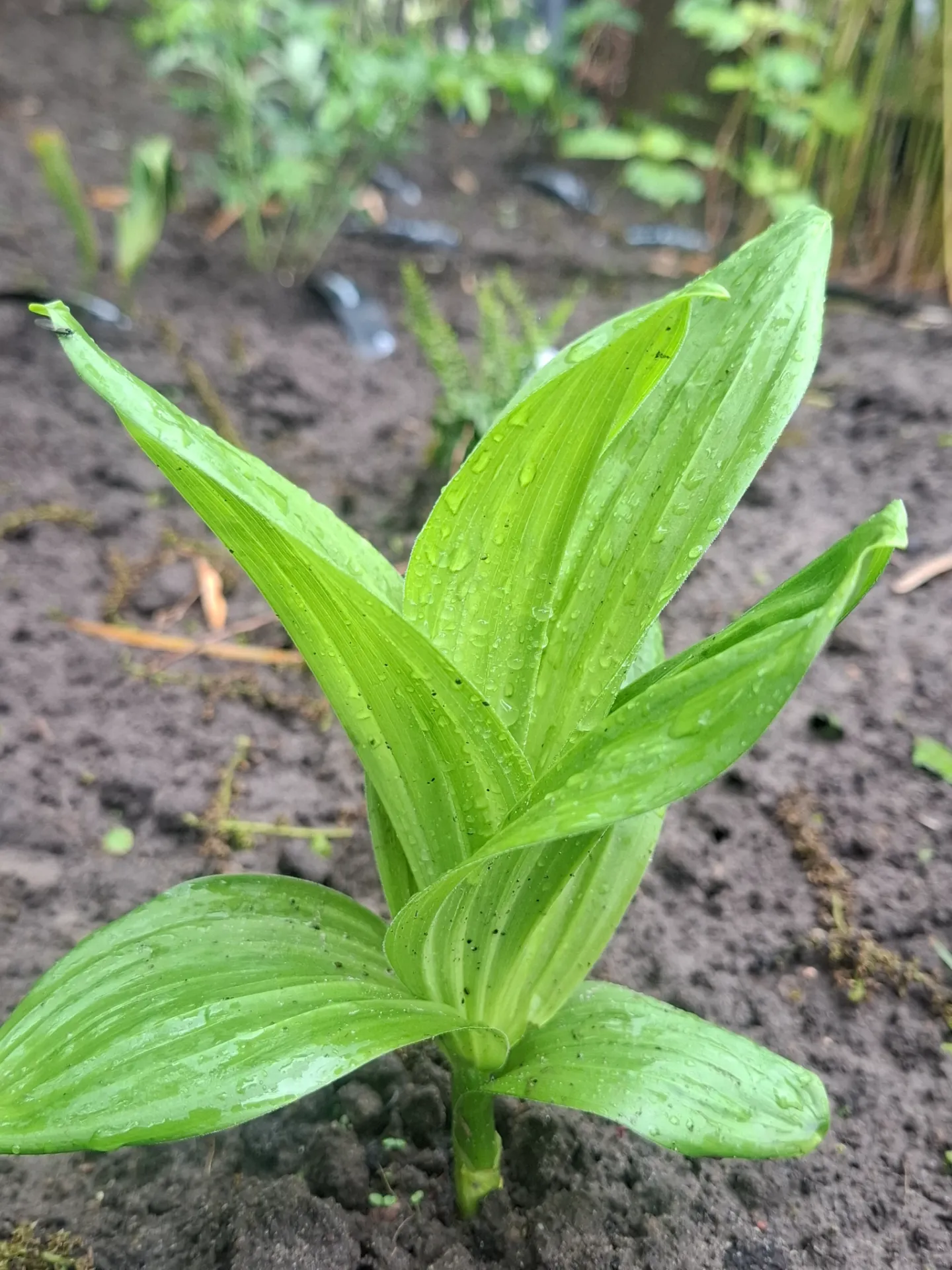 Veratrum lobelianum