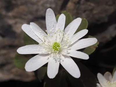 [591] Anemone raddeana ex. Cheng Yi
