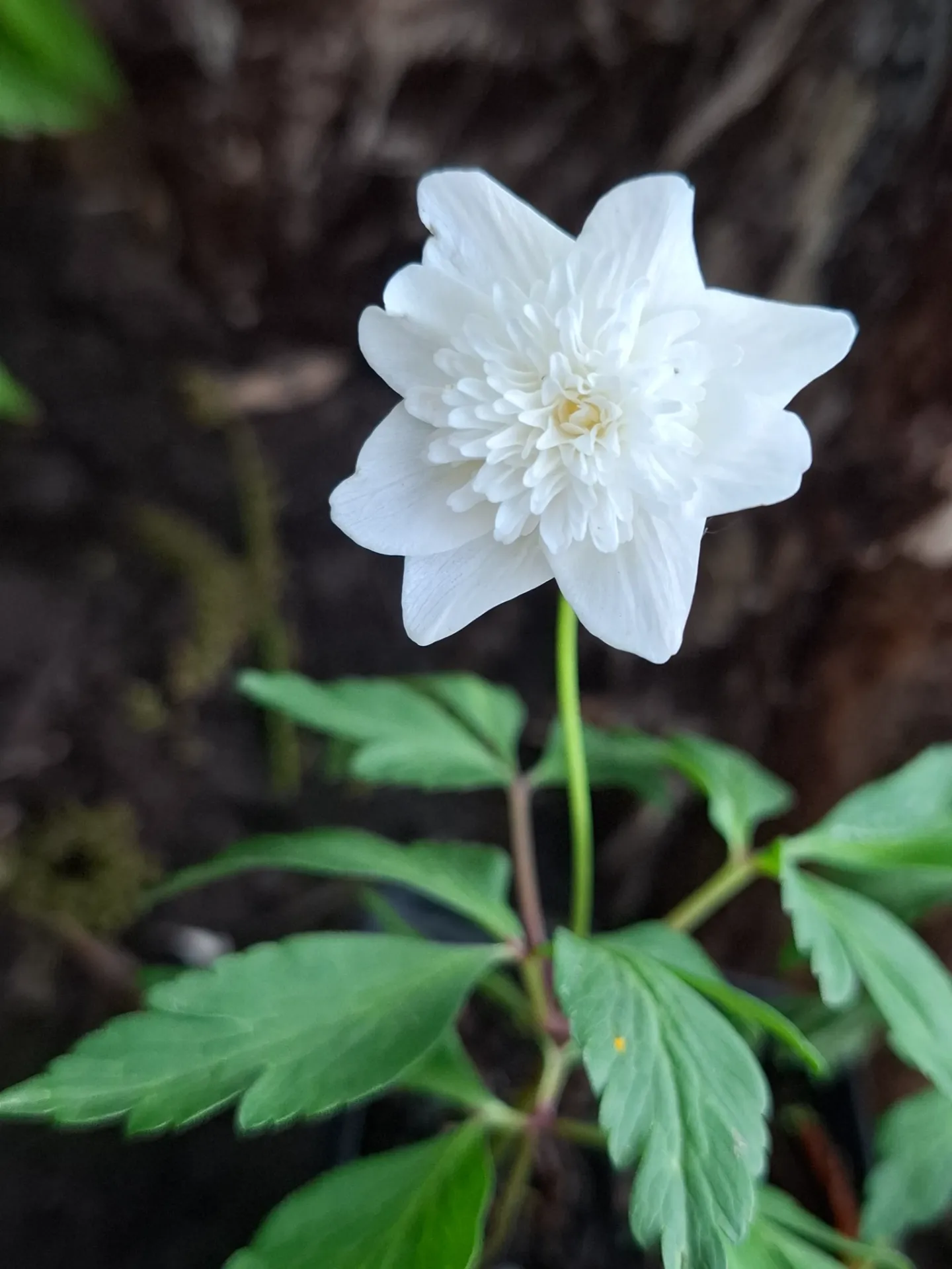 [616] Anemone nemorosa 'Vestal'