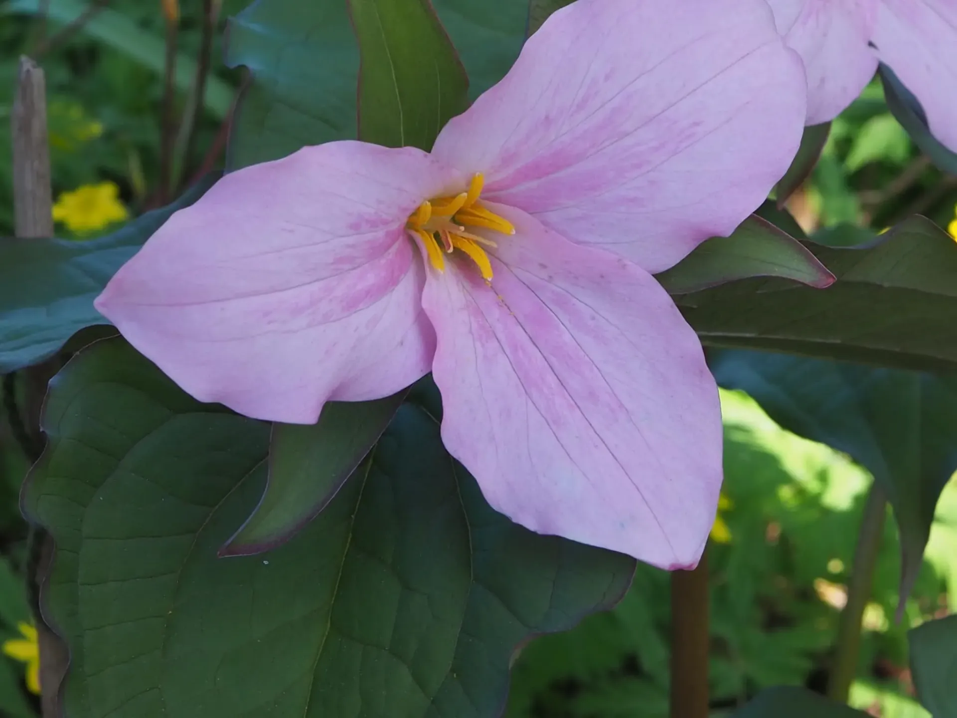 [592] Trillium grandiflorum 'Gothenberg Pink'